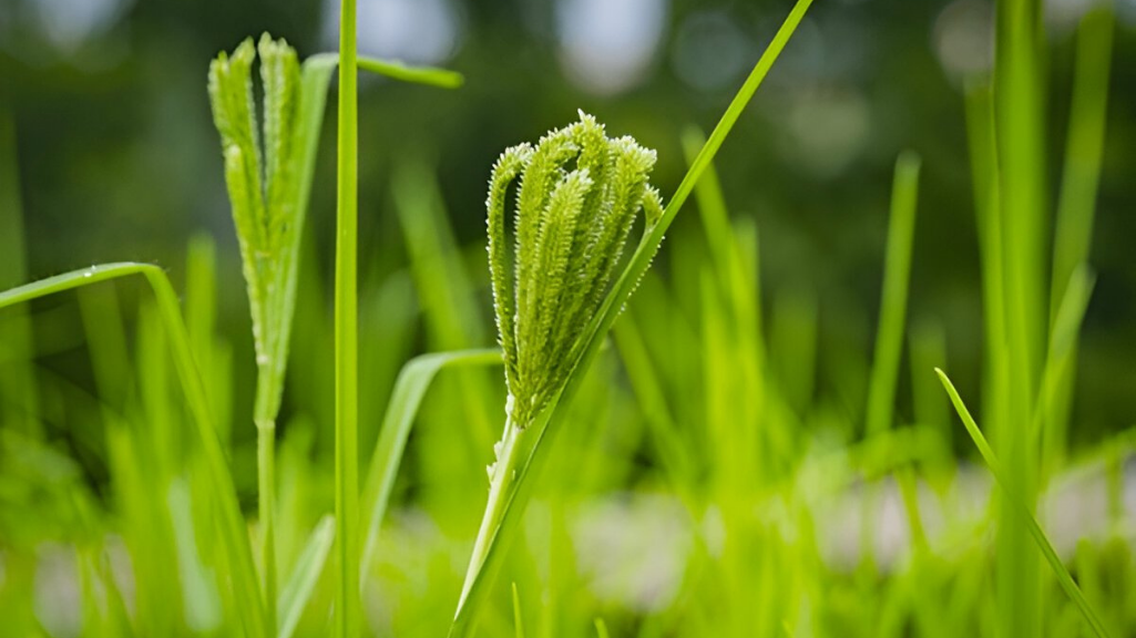 Ragi Benefits